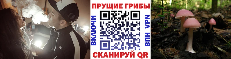 Псилоцибиновые грибы Cubensis Себеж